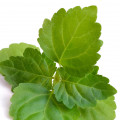 پچولی هندی